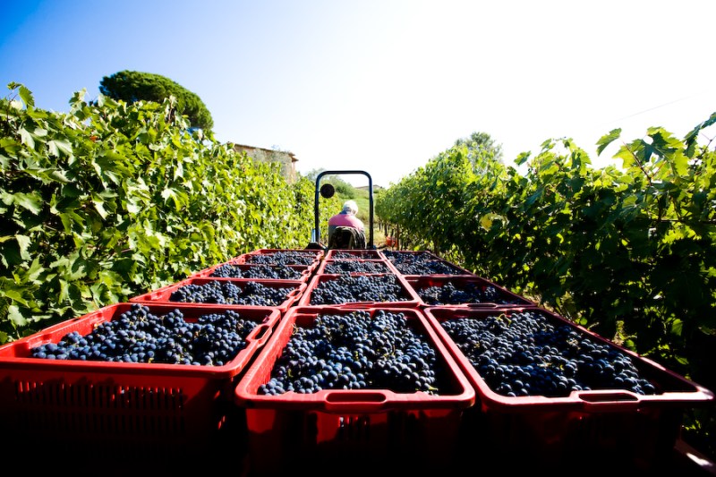 Umbria - Terre Margaritelli Sangiovese harvest